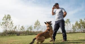 היתרונות של אימון זריזות לבריאות הפיזית והנפשית של כלבכם